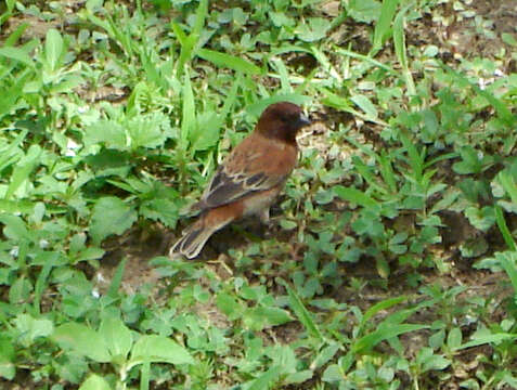 Image of Chestnut Sparrow