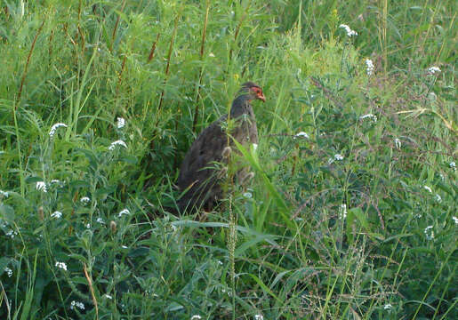 Image of Red-necked Francolin