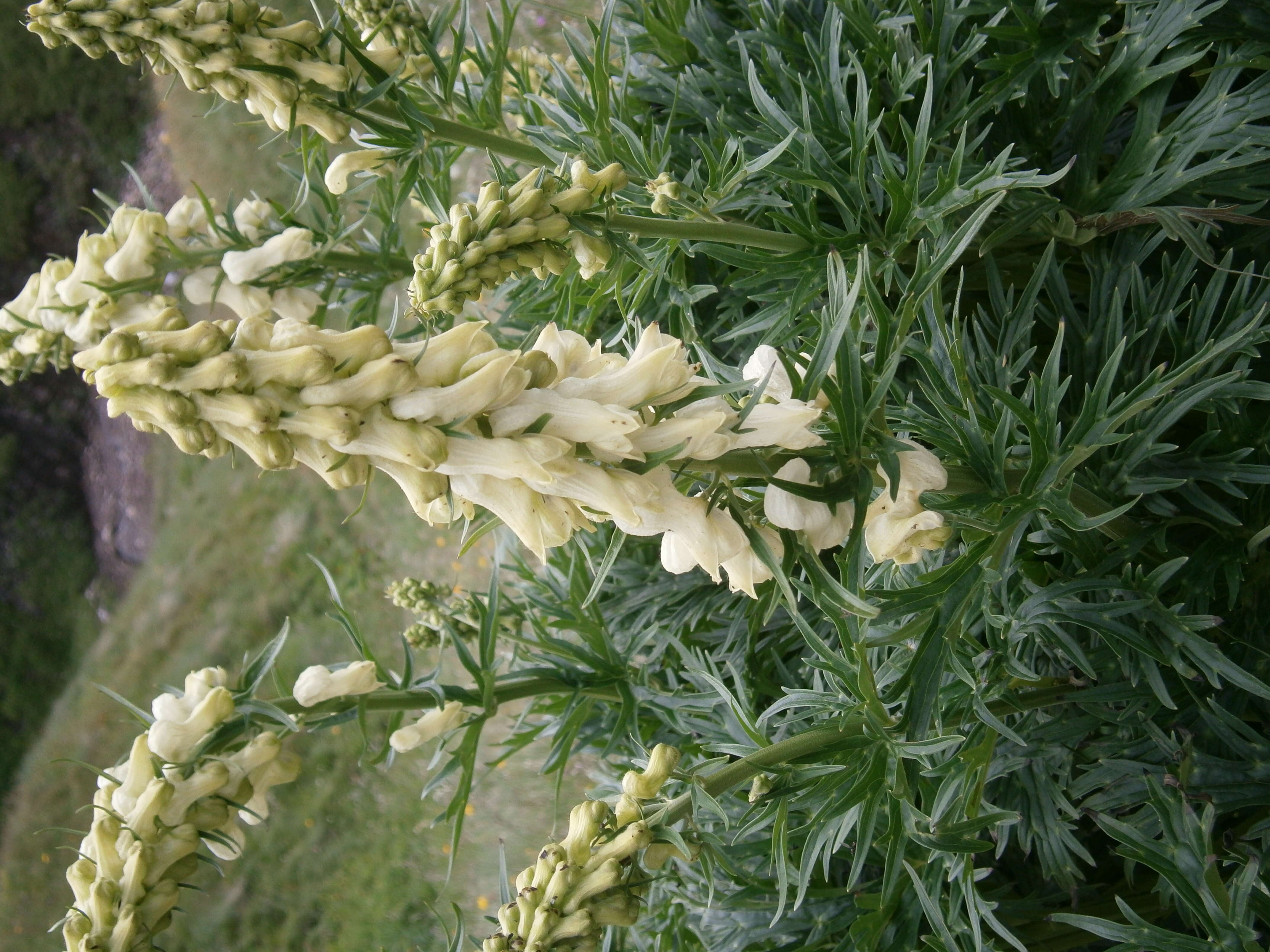 Image of monkshood