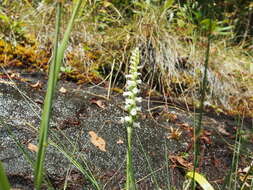 Image of Yellow nodding lady's tresses