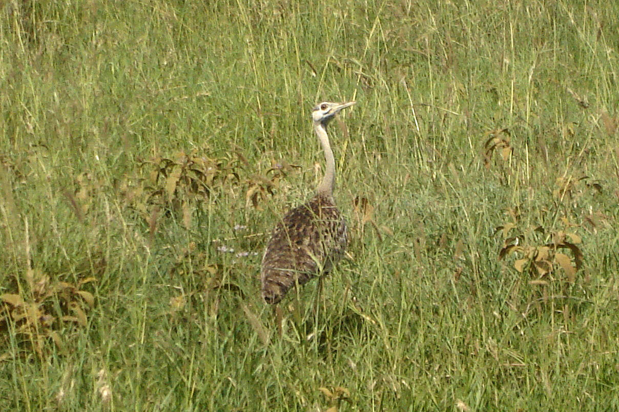 Imagem de Eupodotis senegalensis (Vieillot 1821)