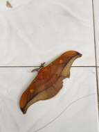 Antheraea formosana Sonan 1937的圖片