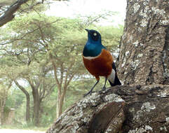 Image of Superb Starling