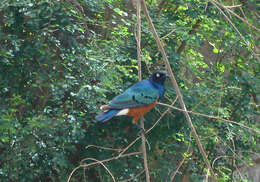 Image of Superb Starling