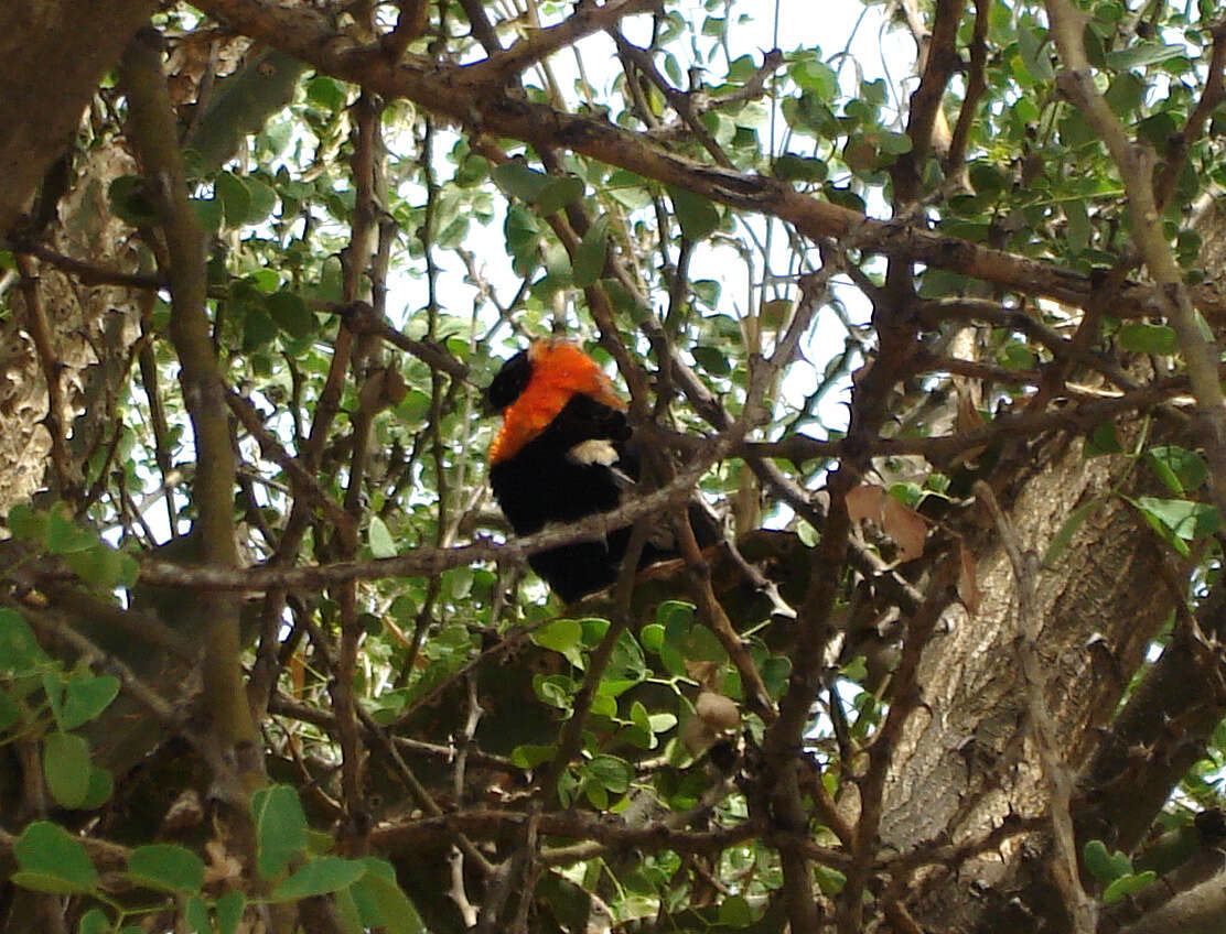 Image of Black Bishop