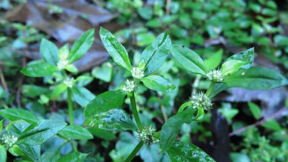 Image of Pacific False Buttonweed