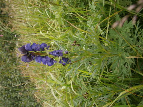 Слика од Aconitum napellus L.