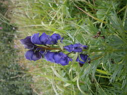 Слика од Aconitum napellus L.