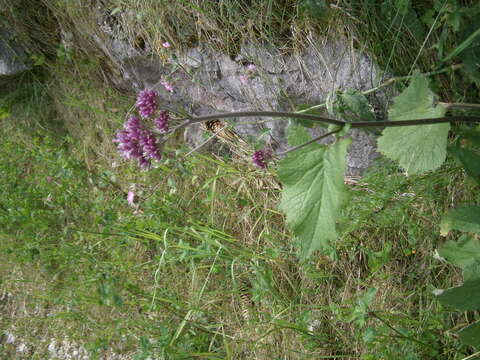 Image of Hedge-leaved Adenostyle