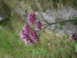 Image of Hedge-leaved Adenostyle