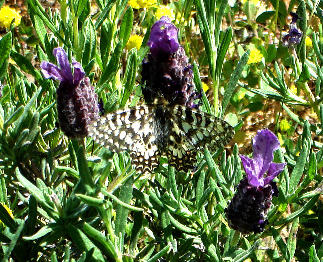 Image of Zerynthia rumina (Linnaeus 1758)