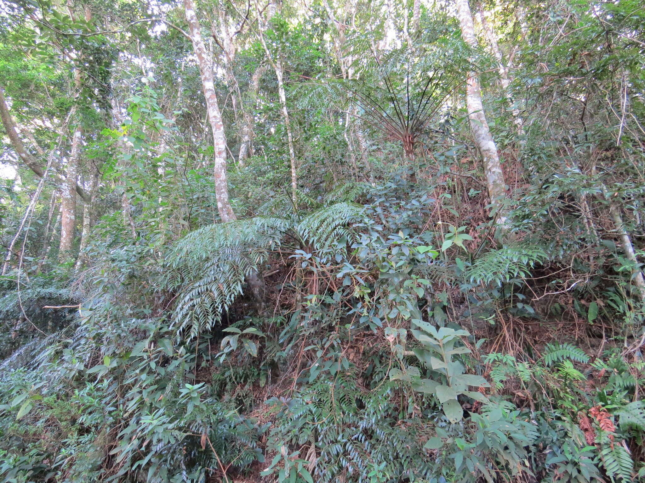 Image of Cyathea corcovadensis (Raddi) Domin