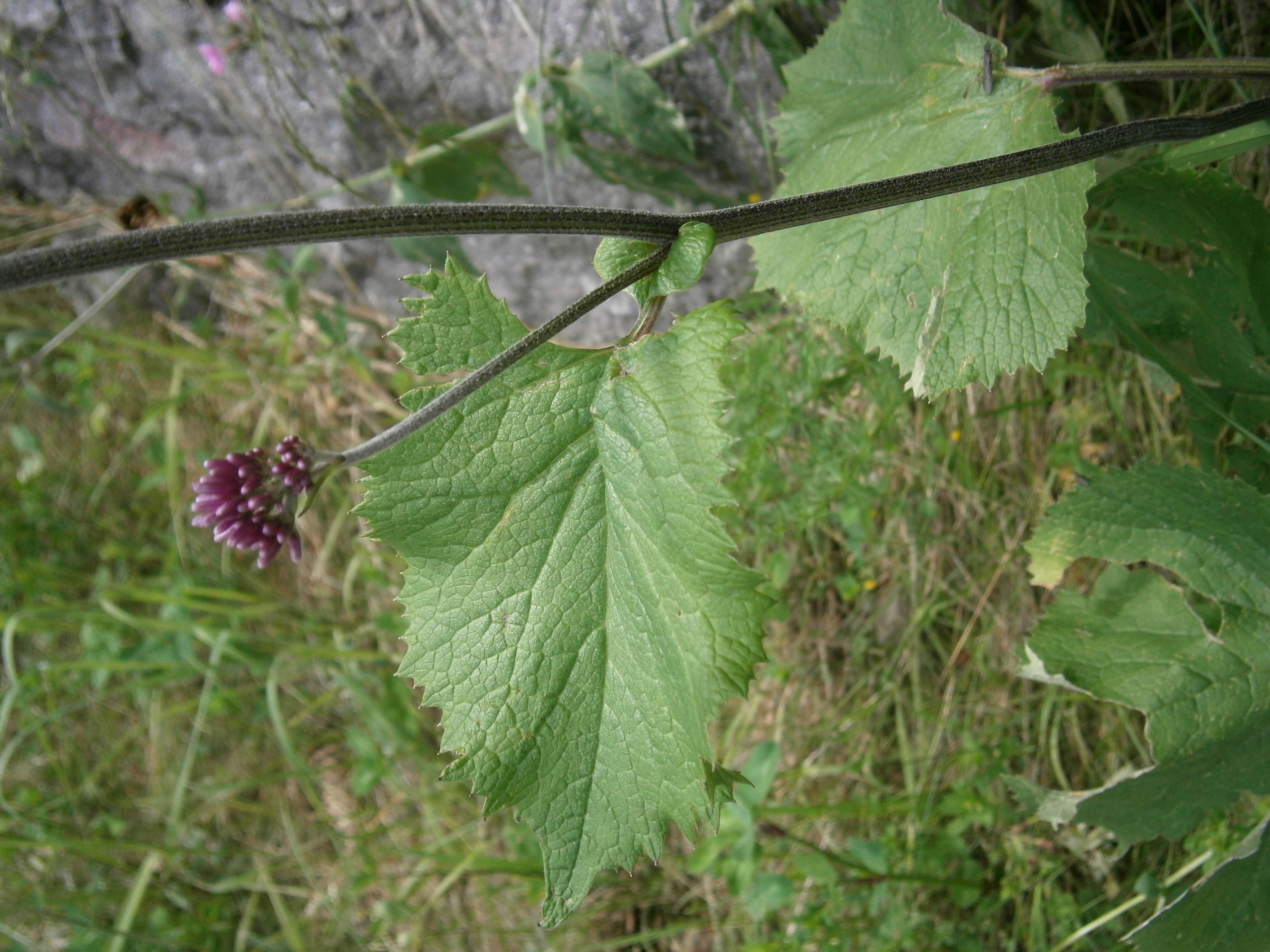 Image de Adénostyle à feuilles d'alliaire