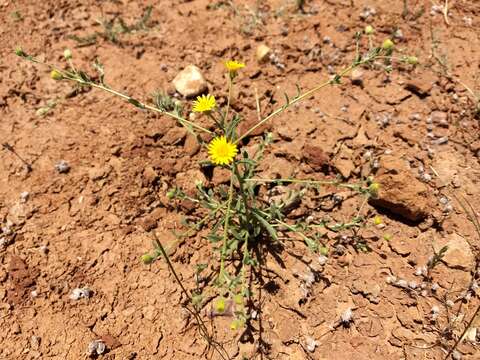 Imagem de Pulicaria arabica (L.) Cass.