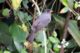 Image of Madagascar Black Bulbul