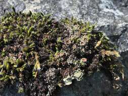 Image of bowl lichen