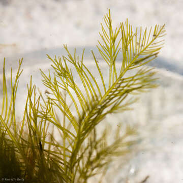 Image of Bryopsis corticulans