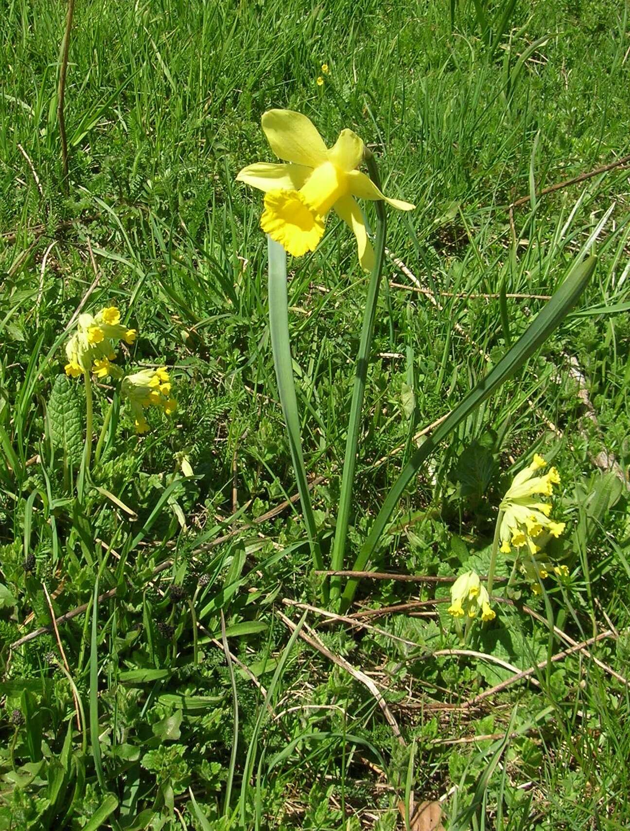 Image of daffodil