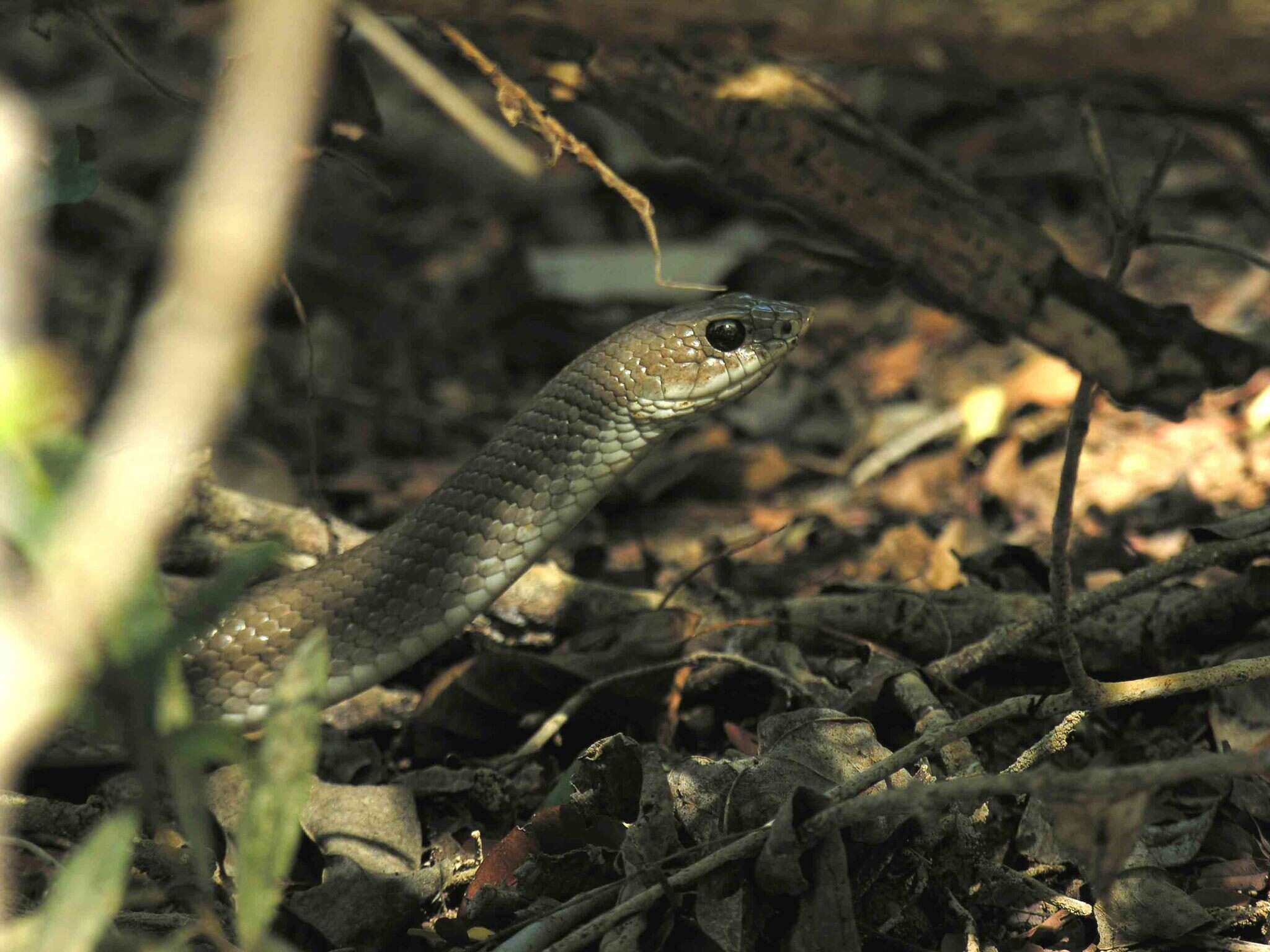 Image of Blonde Hognose Snake