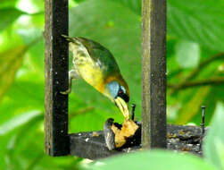 Image of Red-headed Barbet