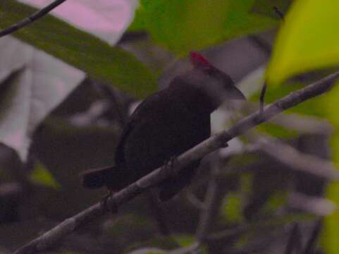 Image of Crested Ant Tanager