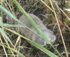 Image of Greater Blind Mole Rat