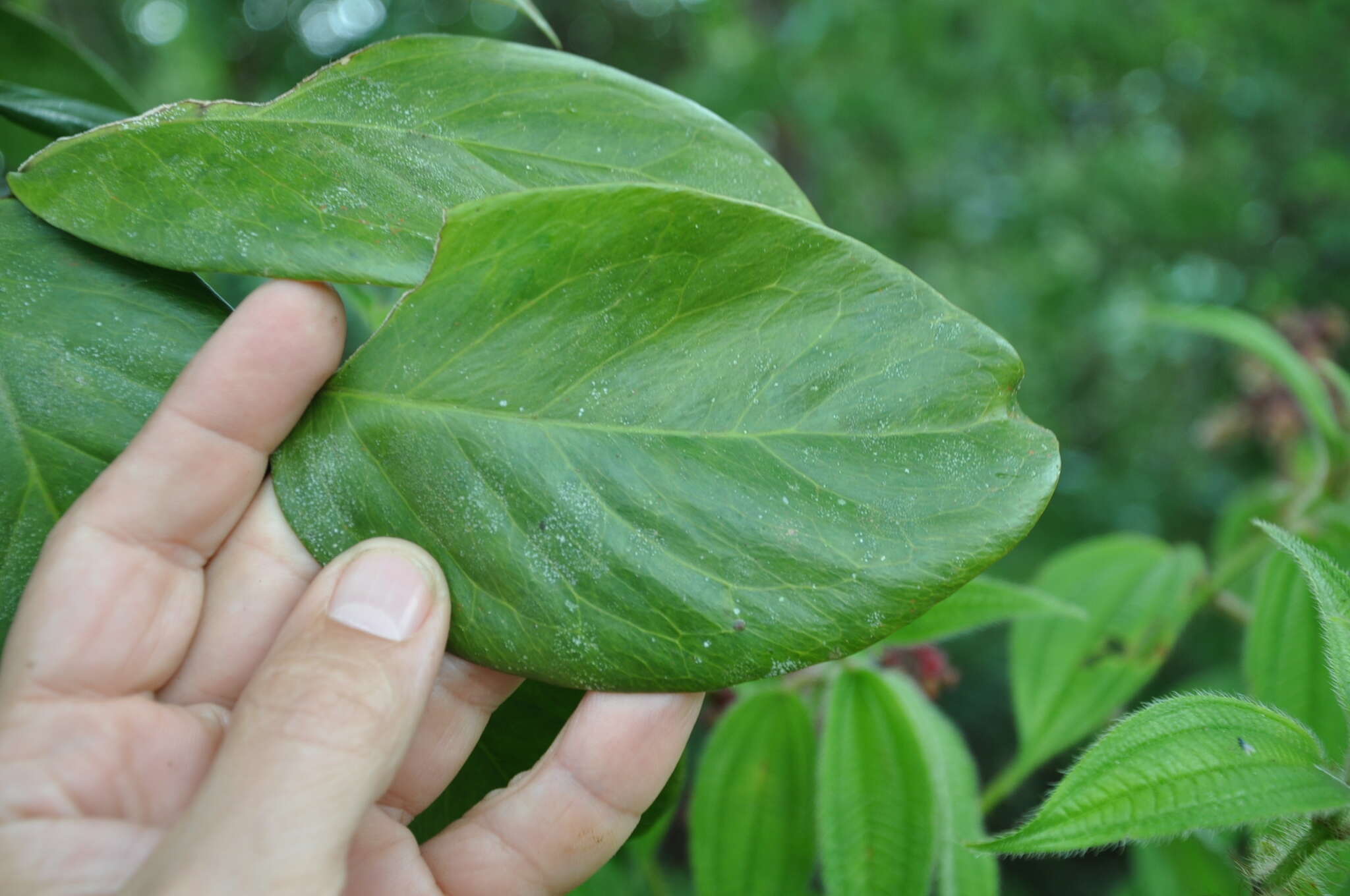 Image of Gnetum leyboldii Tul.