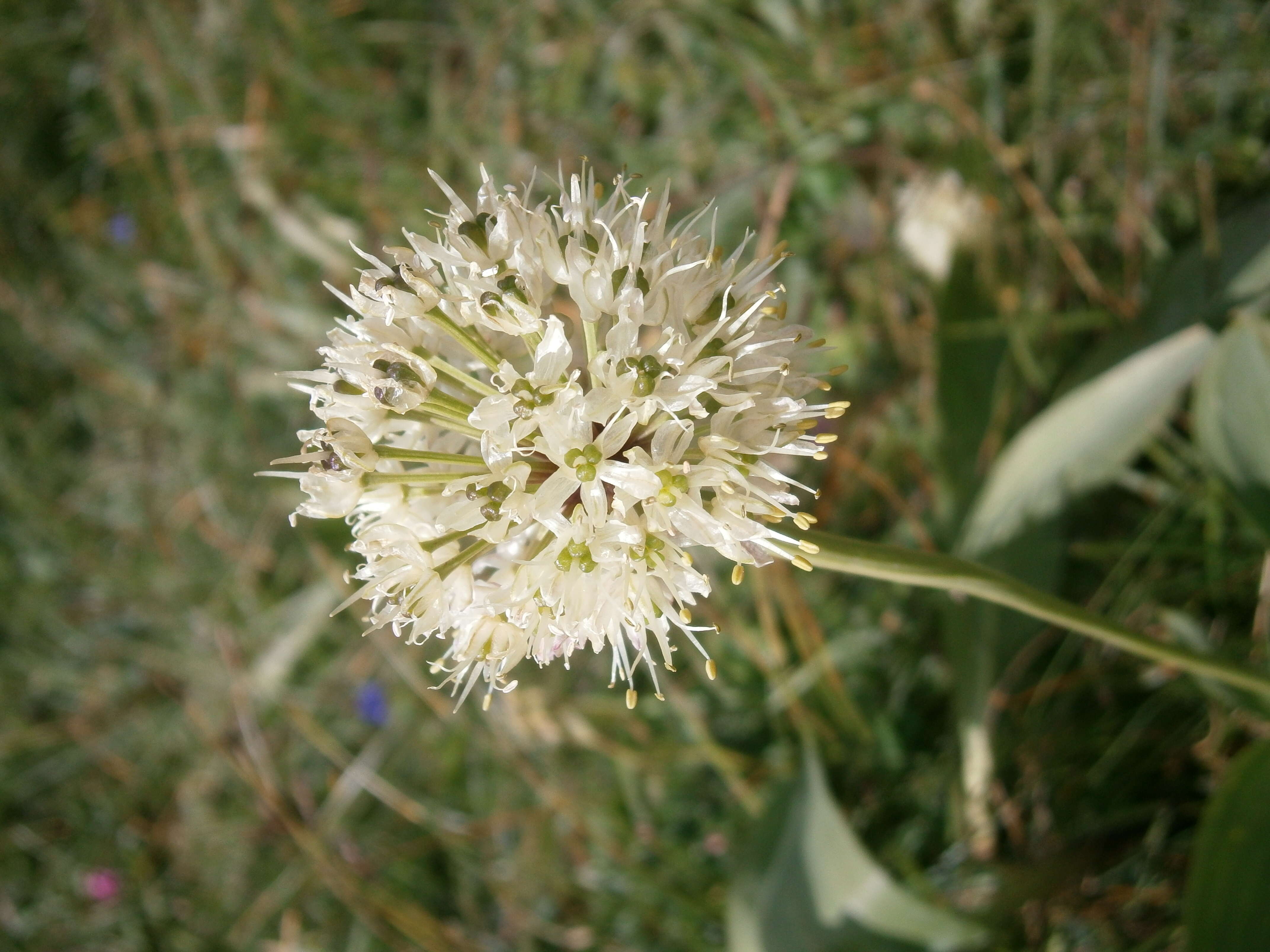 Imagem de Allium victorialis L.