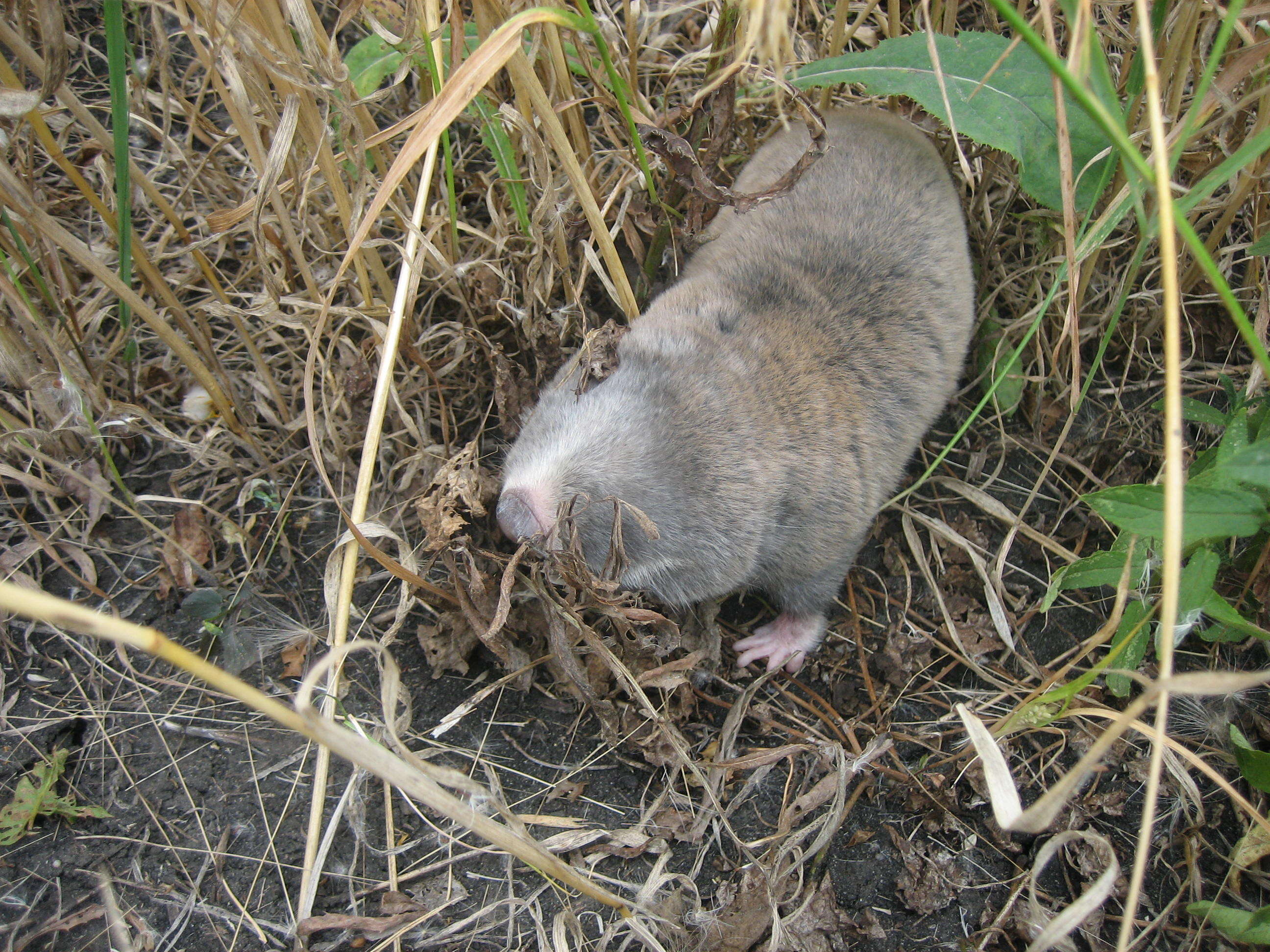 Image of Greater Blind Mole Rat