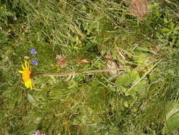 Image of mountain arnica