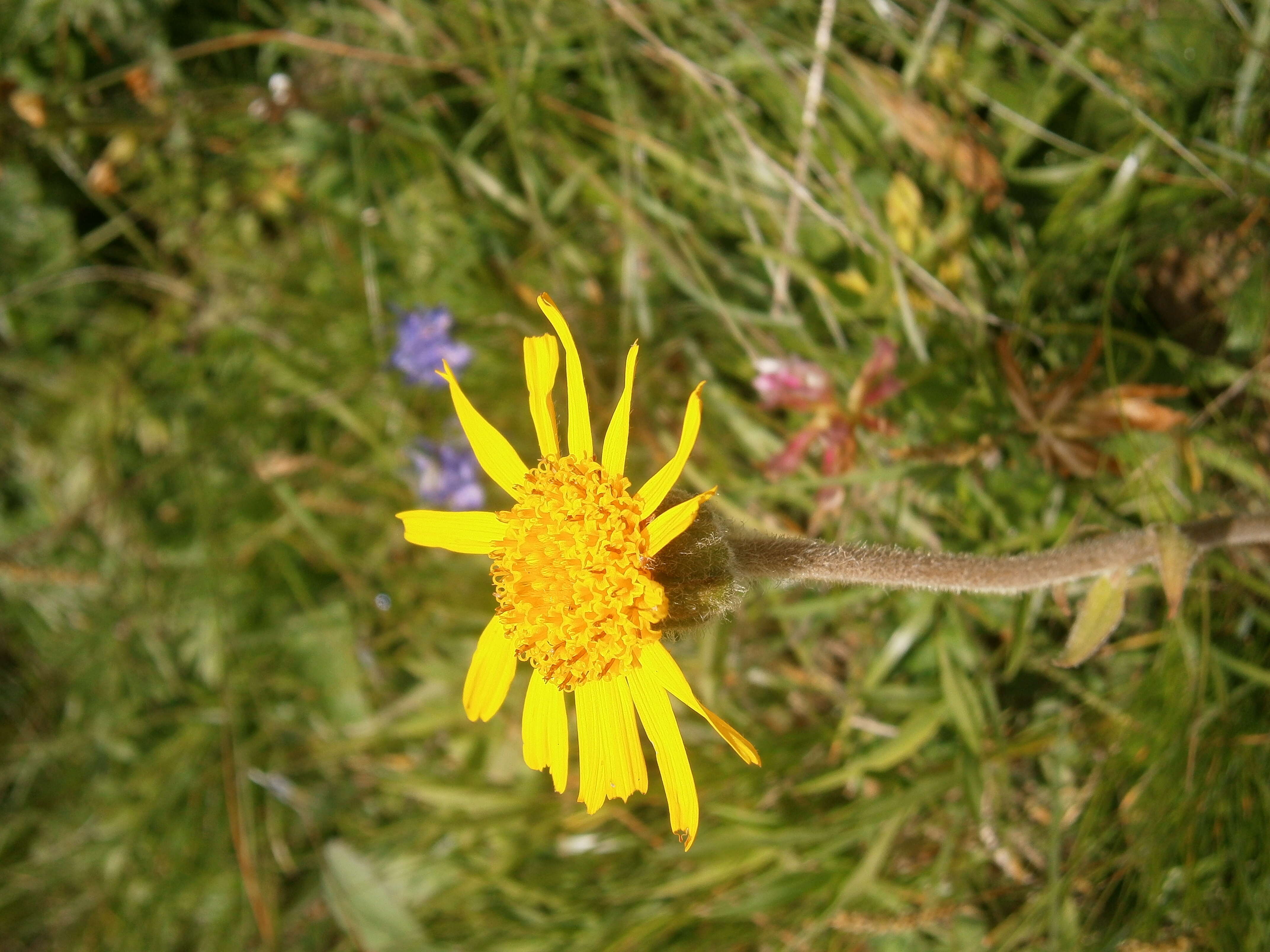 Image of mountain arnica