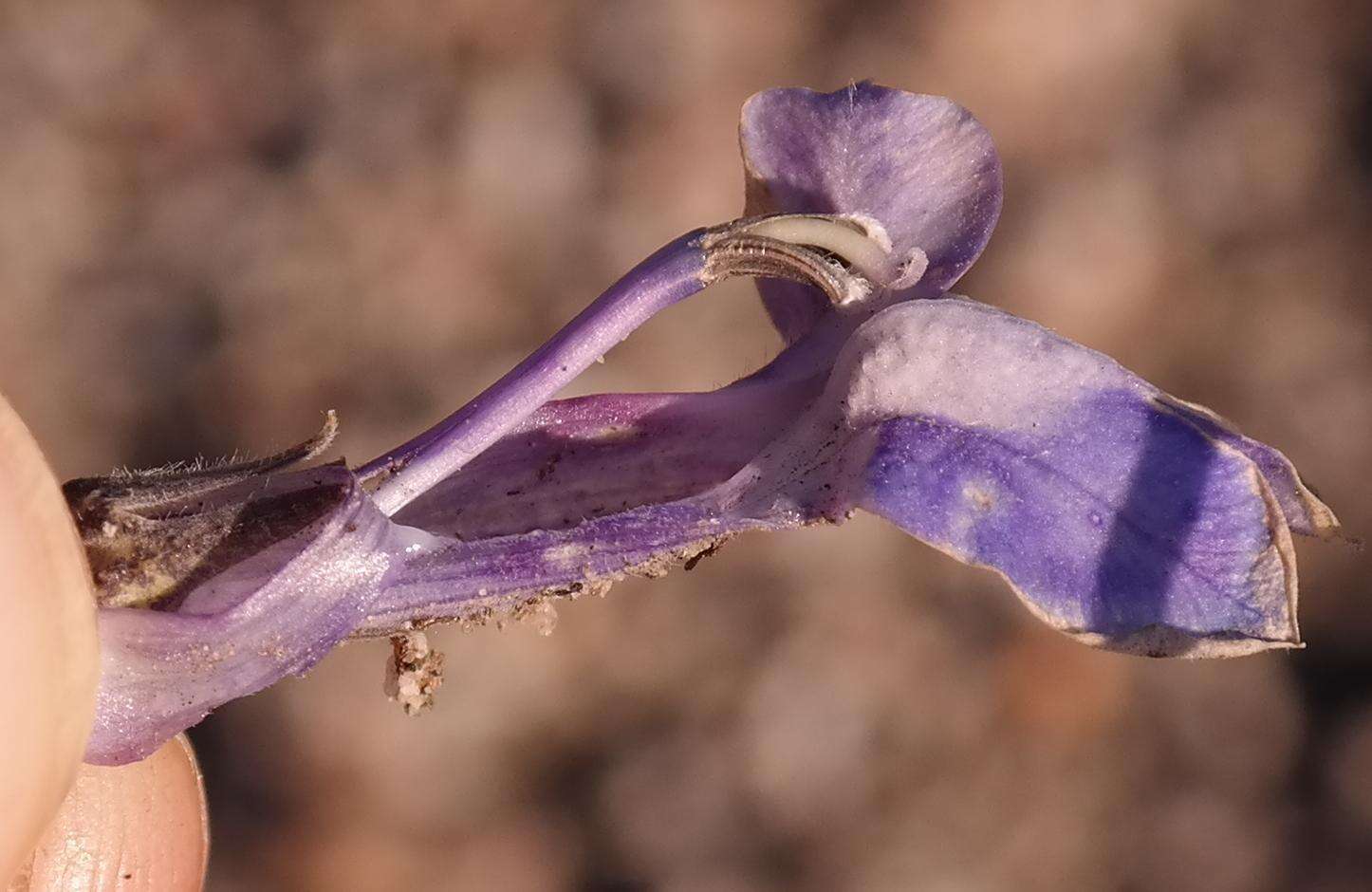 Image of Lobelia linearis Thunb.