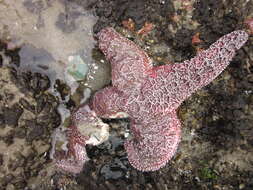 Image of ochre sea star