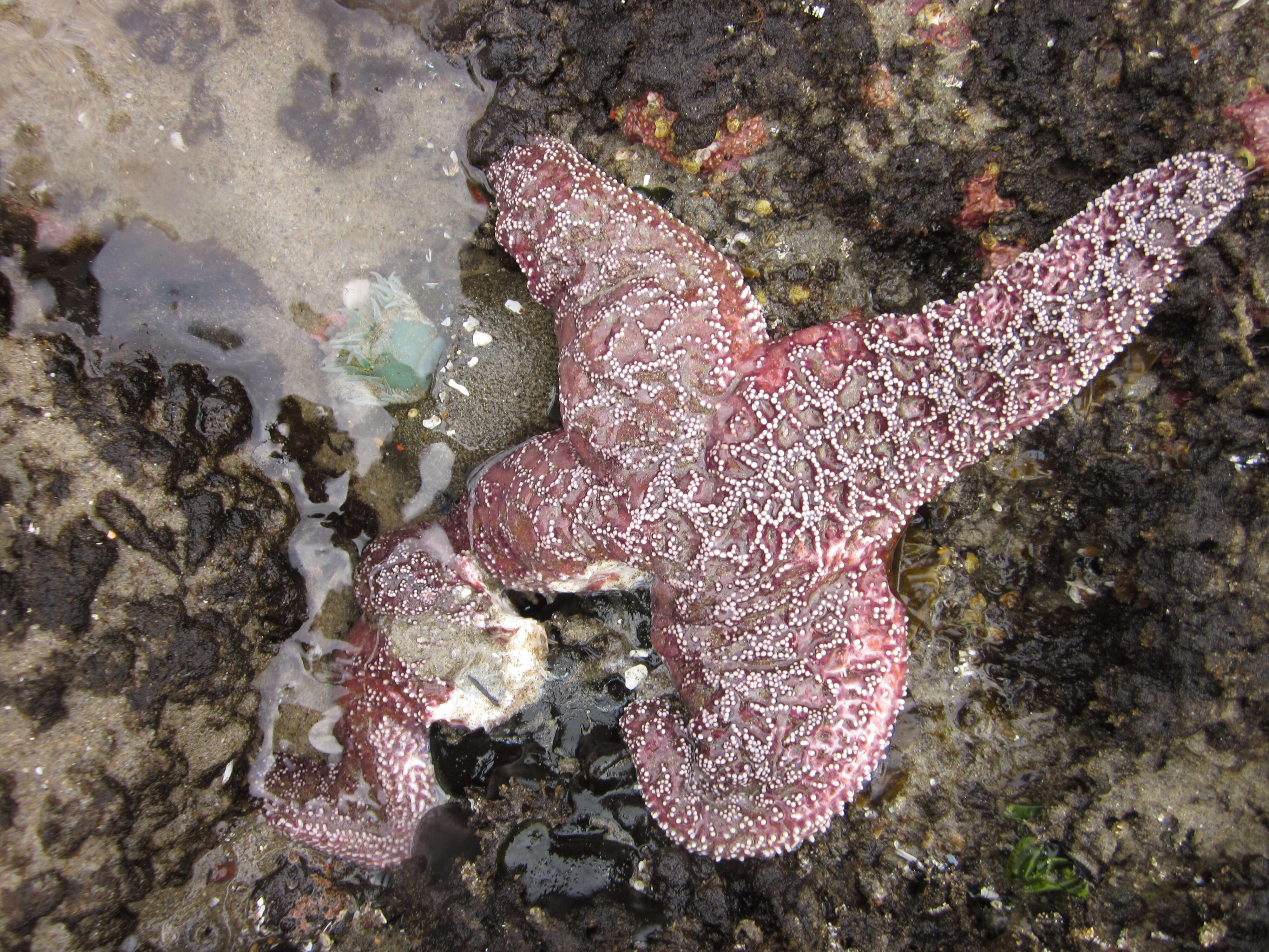 Image of ochre sea star