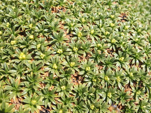 Image of Azorella ruizii G. M. Plunkett & A. N. Nicolas