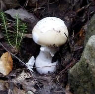 Image of False deathcap