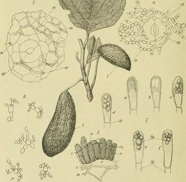 Image of Taphrina pruni (Fuckel) Tul. 1866