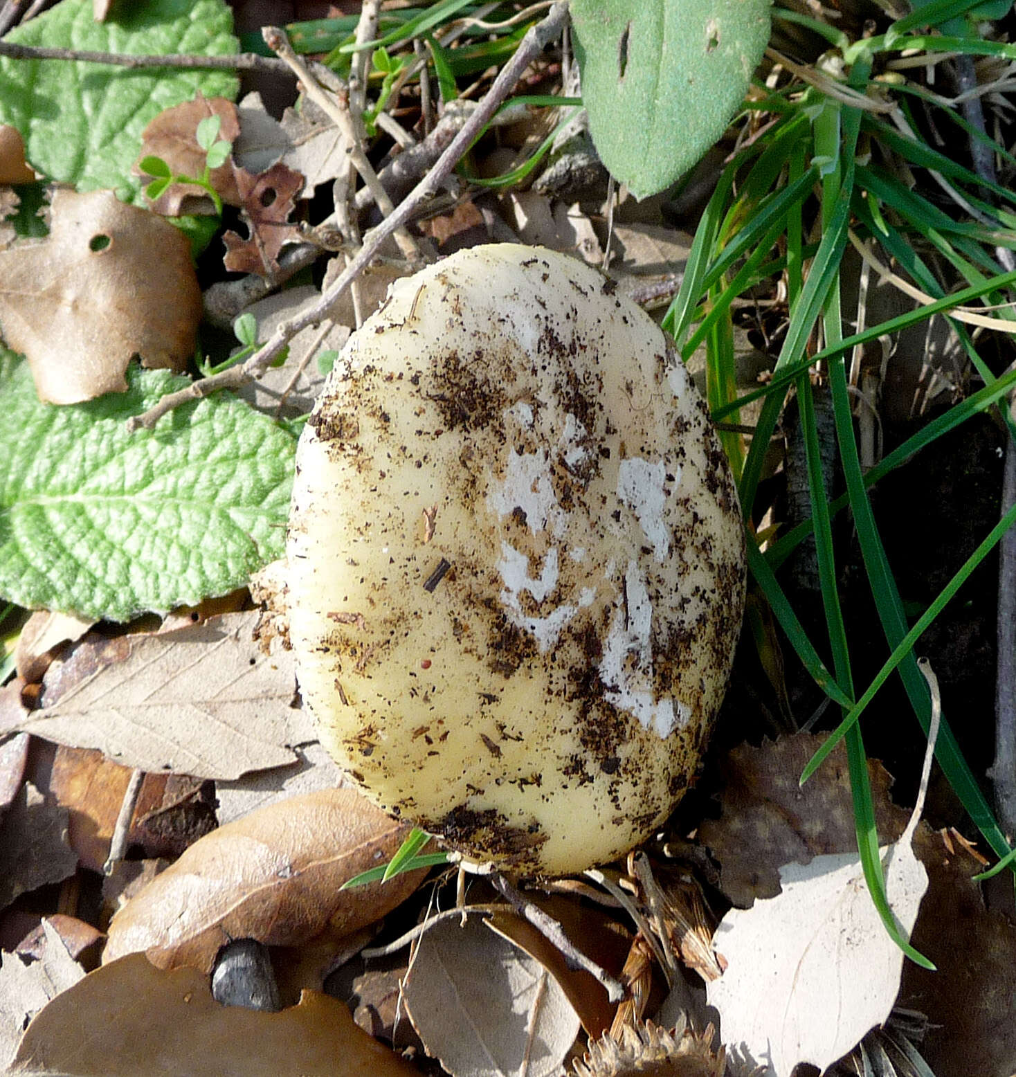 Image of False deathcap