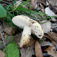 Image of False deathcap