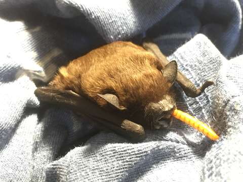 Image of Evening Bat