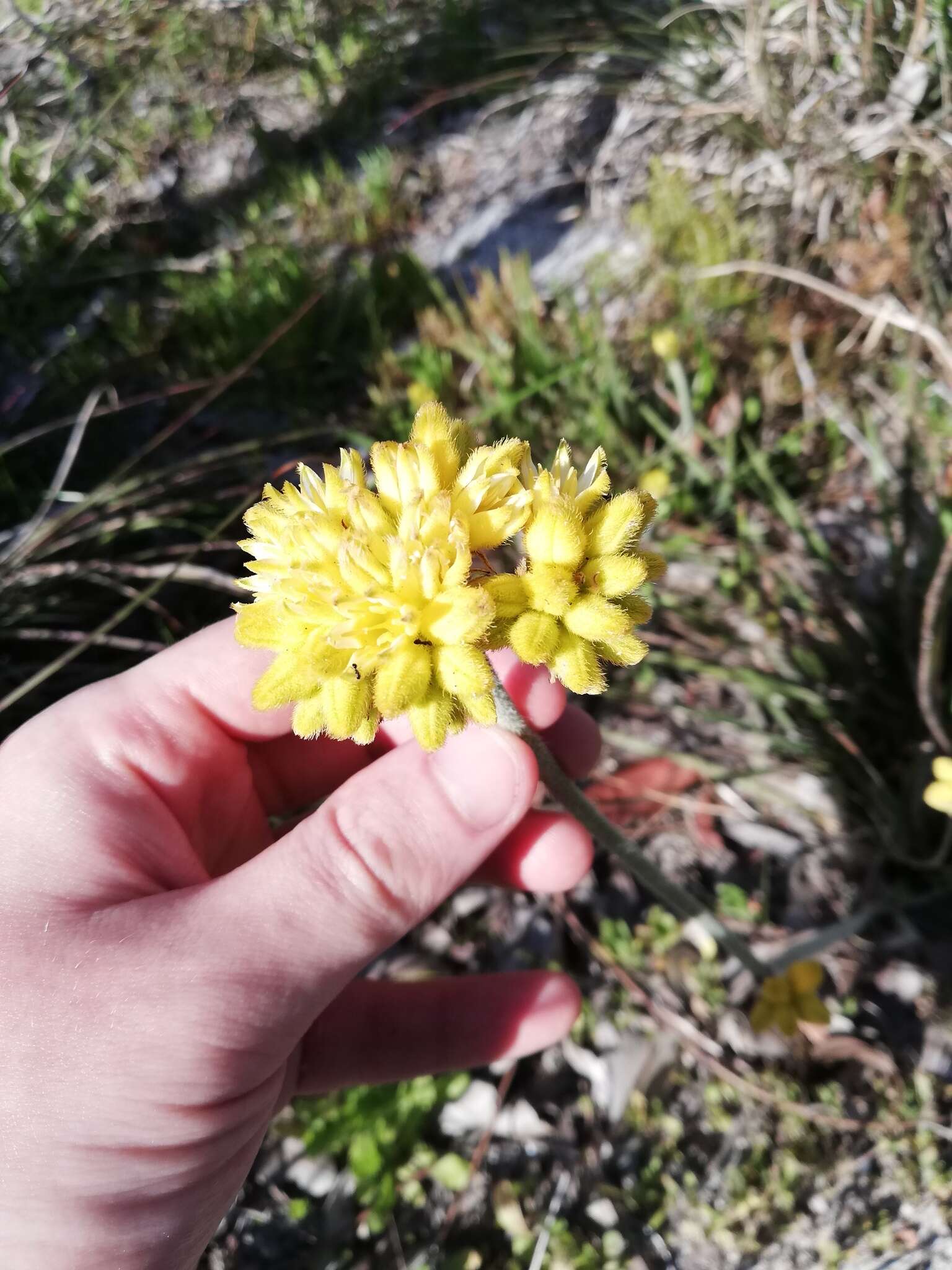 Image of Conostylis aculeata R. Br.