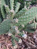 Image of Opuntia puberula Pfeiff.