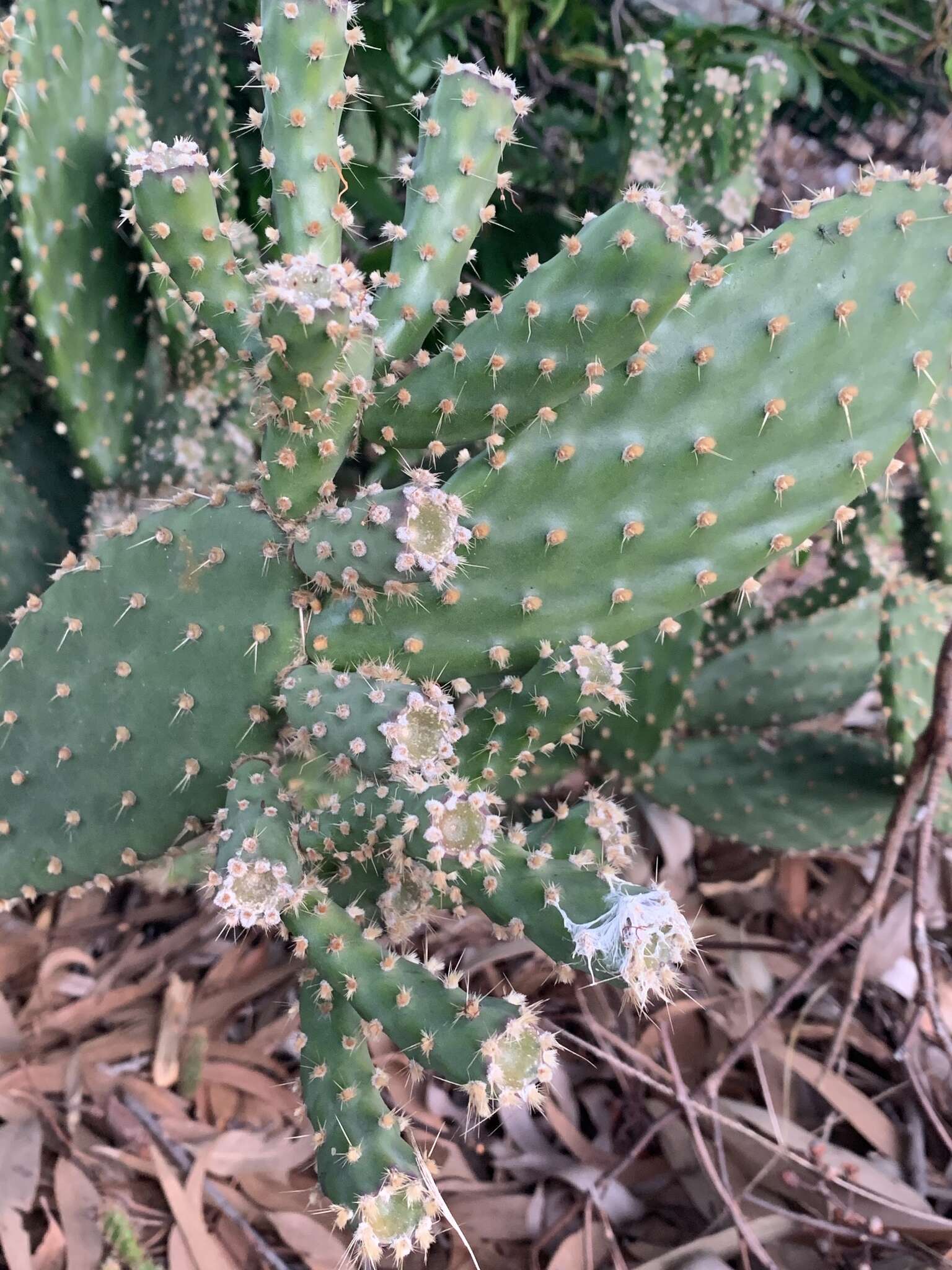 Image of Opuntia puberula Pfeiff.