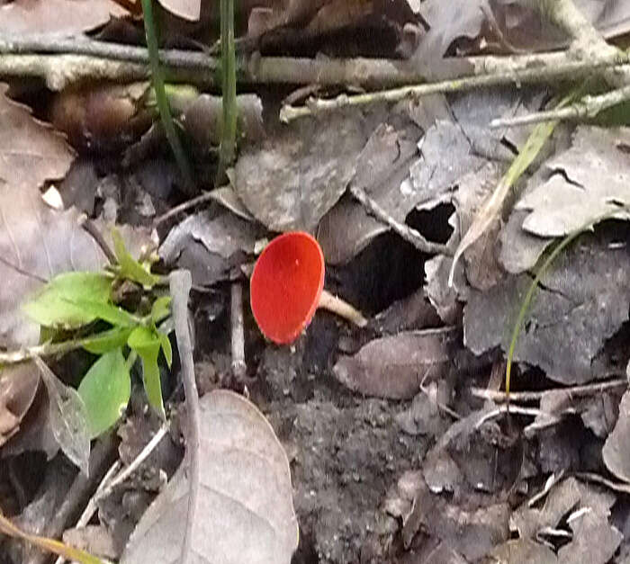 Sarcoscypha coccinea (Gray) Boud. 1885的圖片