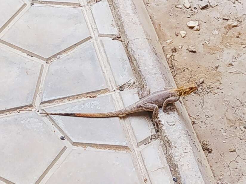 Image of Common agama