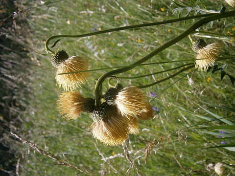 Image of yellow thistle