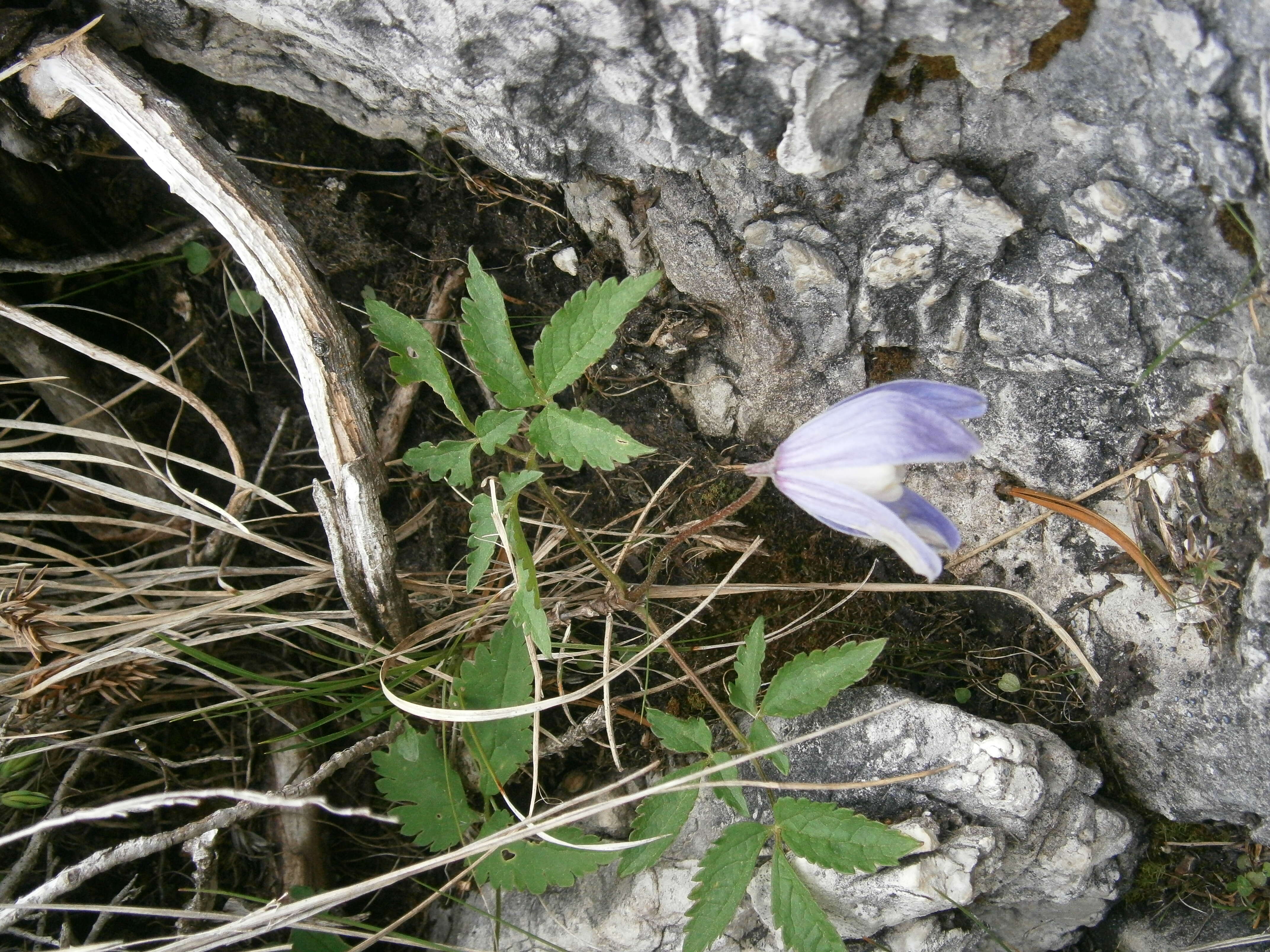 Image of alpine clematis