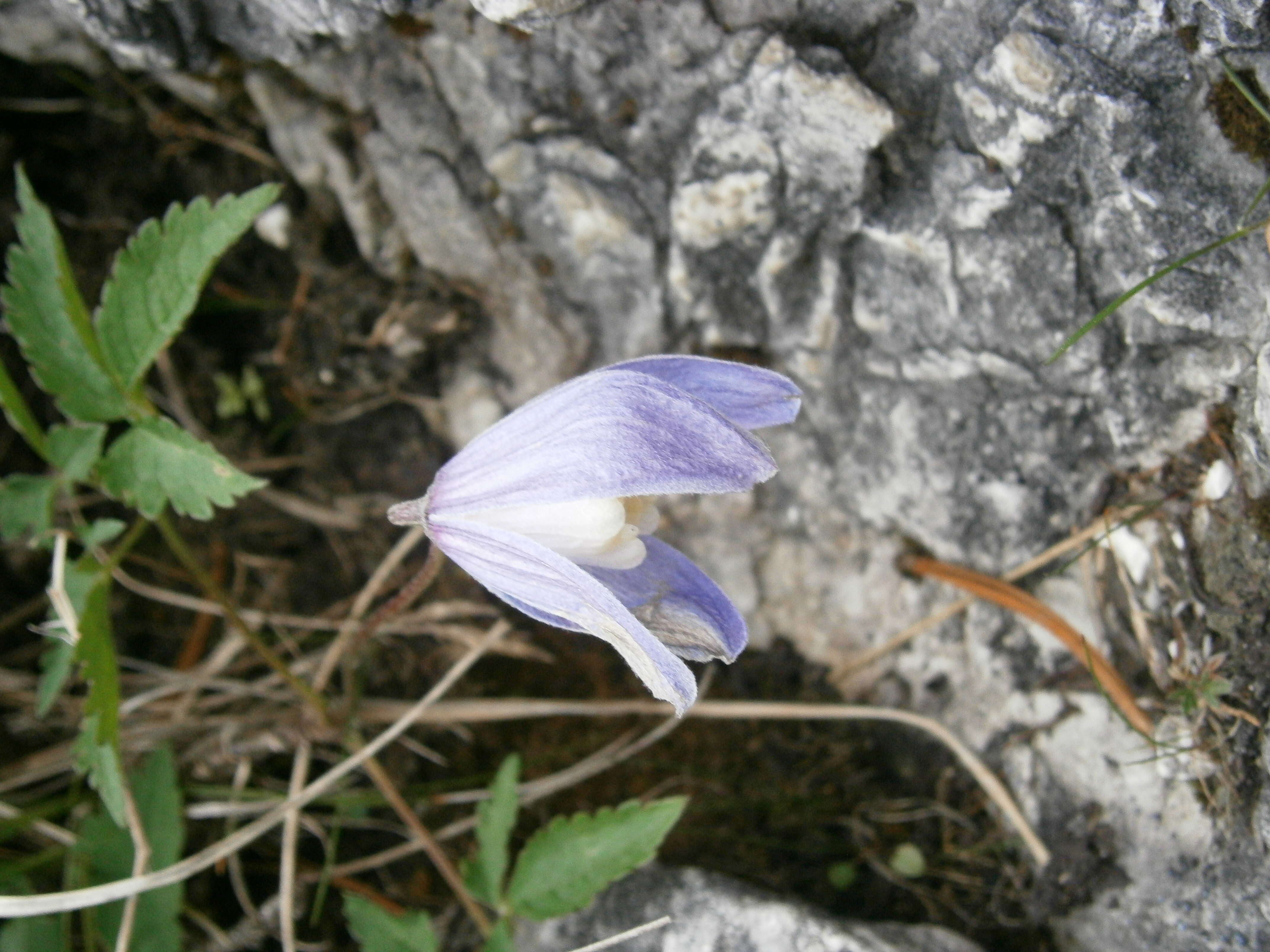 Слика од Clematis alpina (L.) Miller