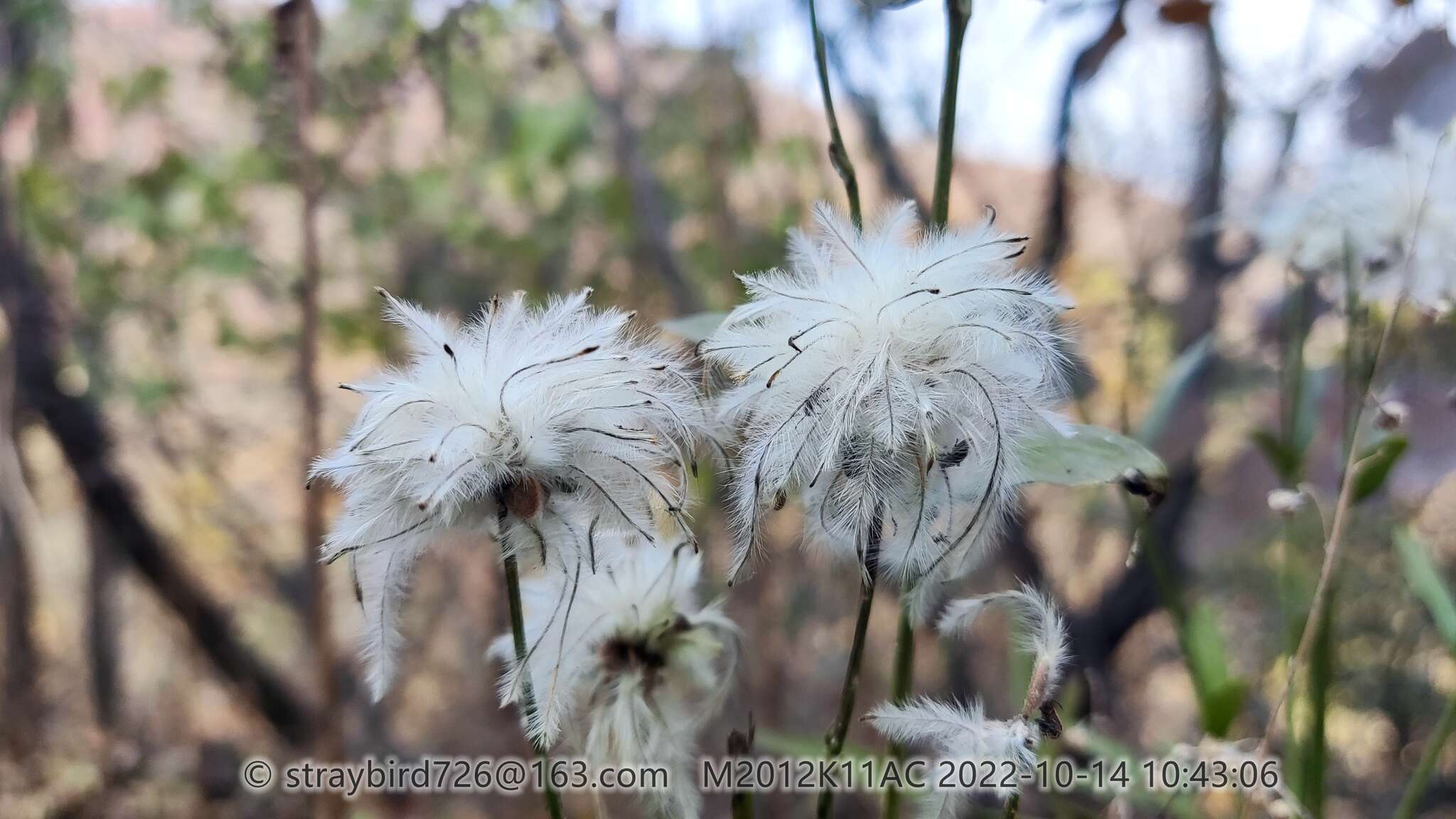 Imagem de Clematis hexapetala Pall.