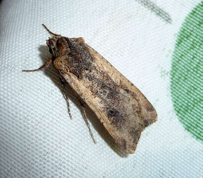 Image of pearly underwing